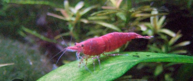 Image 4 of lots of cherry shrimp and some blue £1-£2