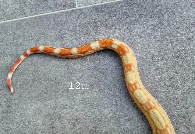 Image 6 of Albino roswell Laddertail boa constrictor 12m