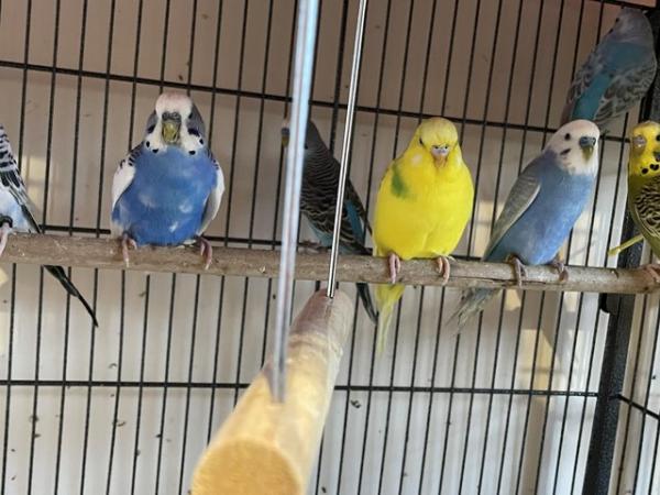 Image 9 of Young budgies for sale mixed colours