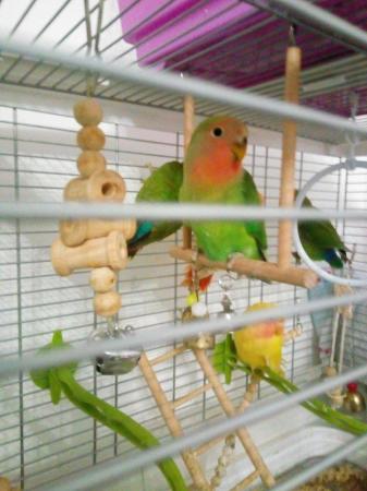 Image 6 of Gorgeous Green young Peachface Lovebirds