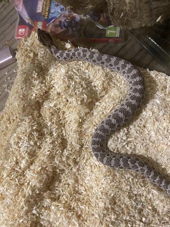 Image 5 of western hognose snake, axanthic(possible lilac bloodline)