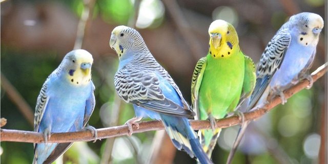 Preview of the first image of Budgies of different colour and ages for sale.