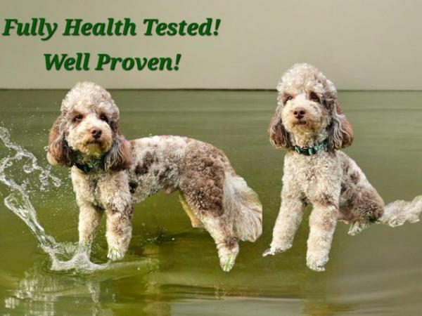 Image 2 of Extensively health tested chocolate Merle miniature poodle