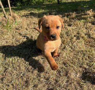 Preview of the first image of Red & Yellow Labrador Puppies.