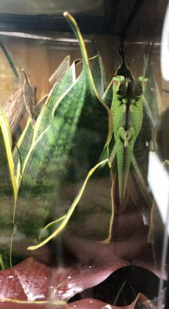 Image 3 of Phelsuma Grandis giant day gecko