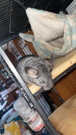 Image 1 of Female chinchillas ready for new home
