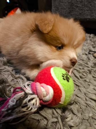 Image 7 of Male Pomeranian Puppy ready 25th May