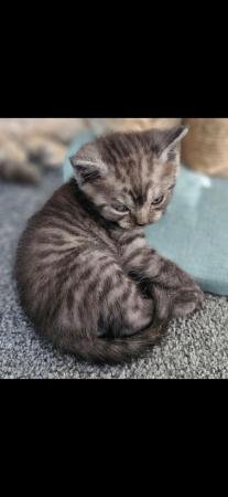 Image 15 of British Shorthair Kittens 9 weeks old
