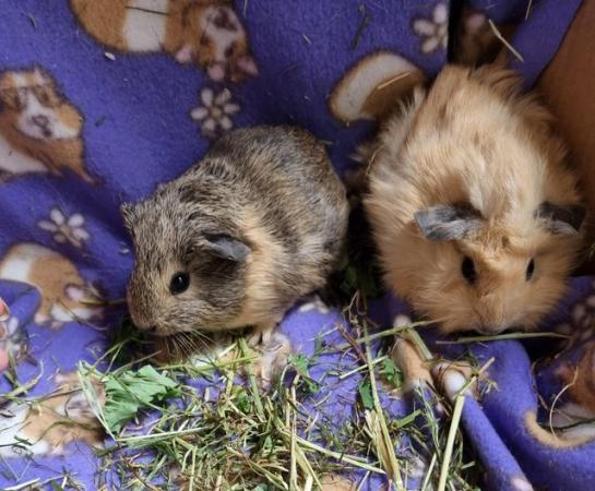 Image 2 of Baby Guinea Pigs mostly Californian