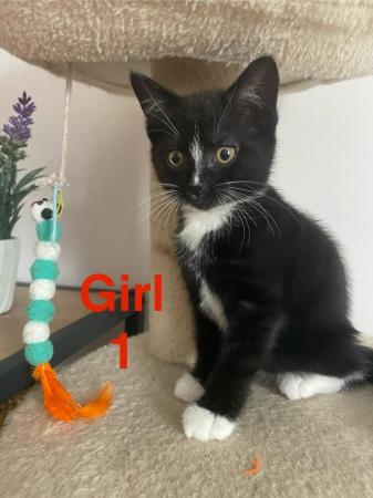 Image 16 of Kittens Looking for a Lovely Family