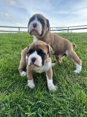 Image 18 of Stunning 3rd generation boxer puppies