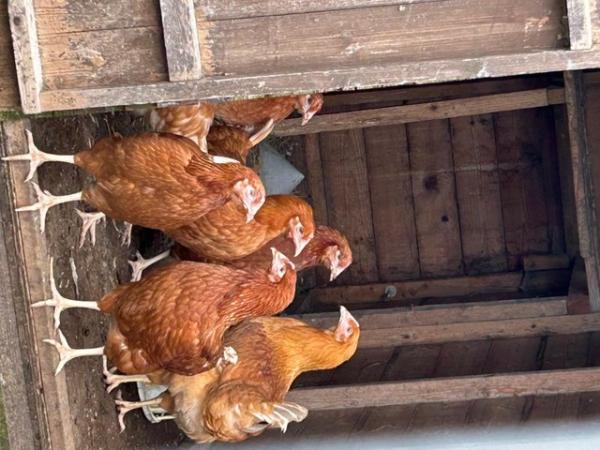 Image 1 of Point of lay Chickens for sale