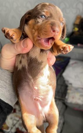 Image 3 of Stunning mini dacschund pups