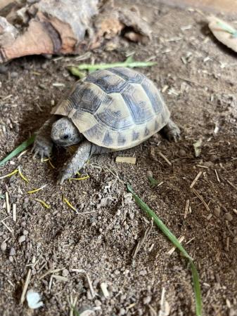 Image 2 of Baby Mediterranean Spur Thighed Tortoises At Urban Exptics