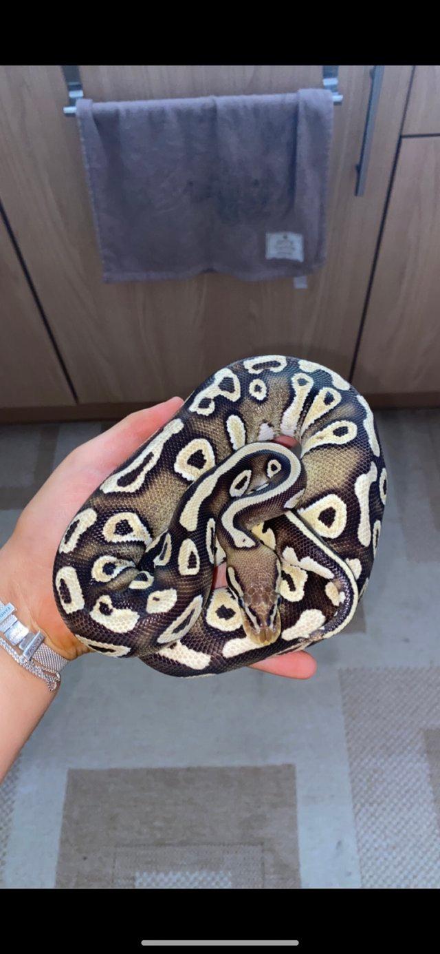 Preview of the first image of Royal/ball python female for sale!.