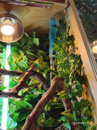 Image 3 of Arboreal Vivarium with everything included