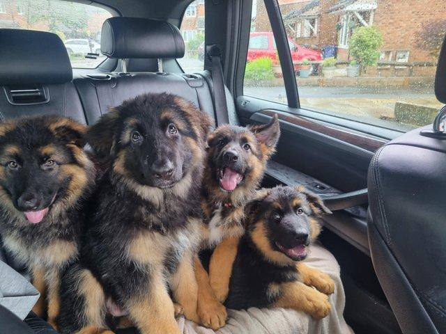 Preview of the first image of German Shepherds puppies ONLY 1 GIRL 2 BOYS LEFT.