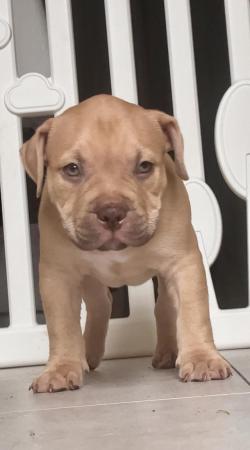 Image 8 of ABKC Pocket bully pupsMessage for more info TopBloodline