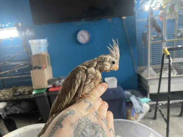 Image 9 of Hand reared Cockatiels, can come with brand new cage