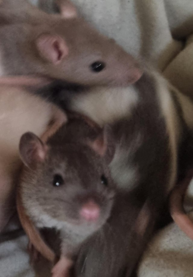 Preview of the first image of 6 week old male rats for sale.