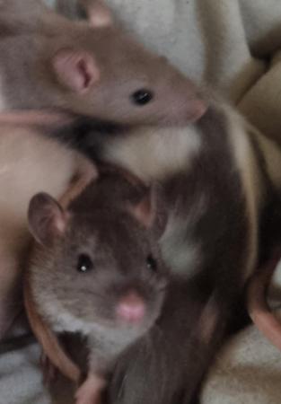 Image 1 of 6 week old male rats for sale