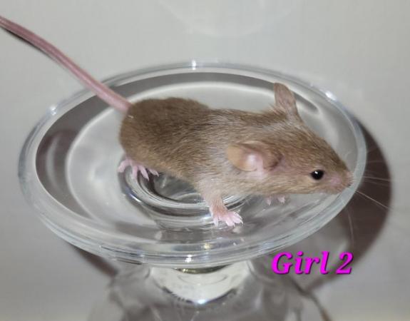 Image 43 of Beautiful friendly Baby mice - girls and boys.