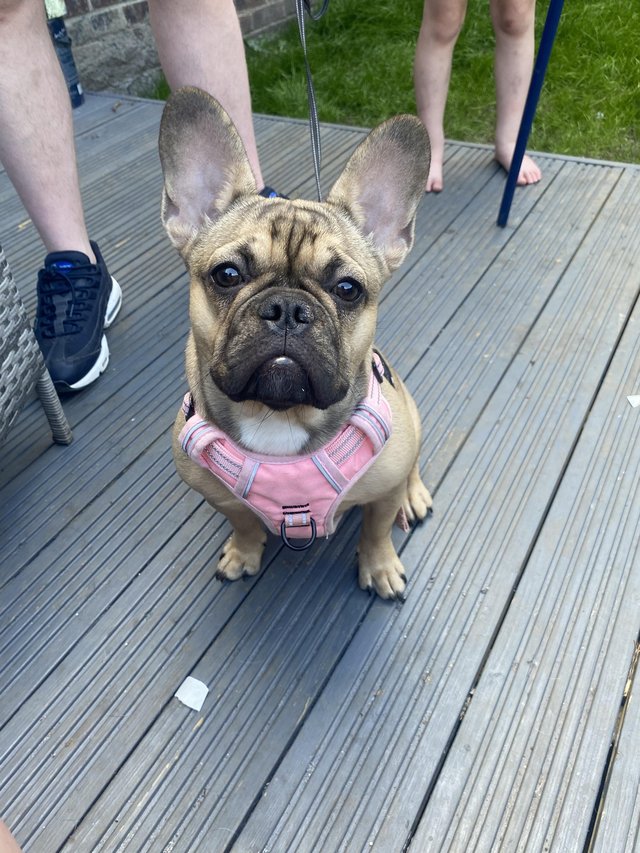Preview of the first image of Beautiful French bulldog girl.
