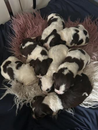 Image 4 of 2 weeks old springer spaniel puppys