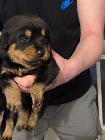 Image 4 of Excellent bloodline rottweiler puppies for sale