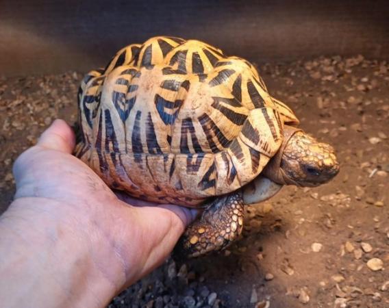 Image 5 of INDIAN STAR TORTOISE MALE cb 2012 in the UK