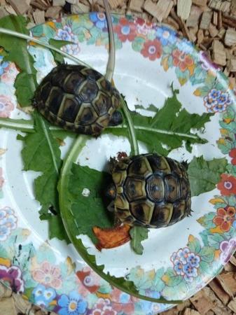 Image 4 of Healthy four month old baby torts ready for new home