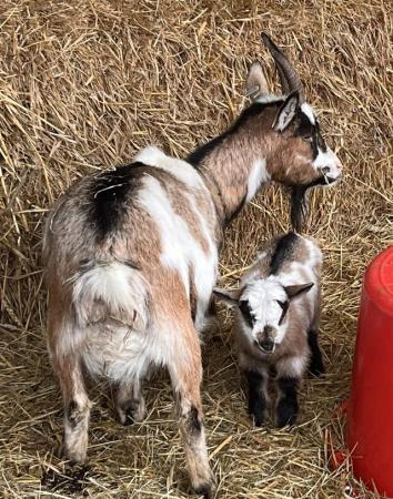 Image 8 of SOLD Dwarf Dairy Goats, ideal smallholder starter herd