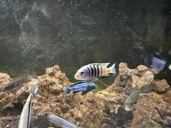 Image 4 of Approximately 30 various Cichlids