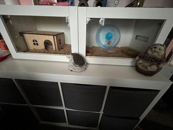 Image 6 of African Pygmy Hedgehog for sale with set up
