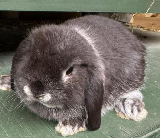 Image 1 of MINI LOP BUNNIES / 5 STAR HOMES ONLY
