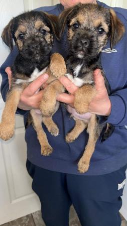 Image 5 of Border Terriers, ready to go