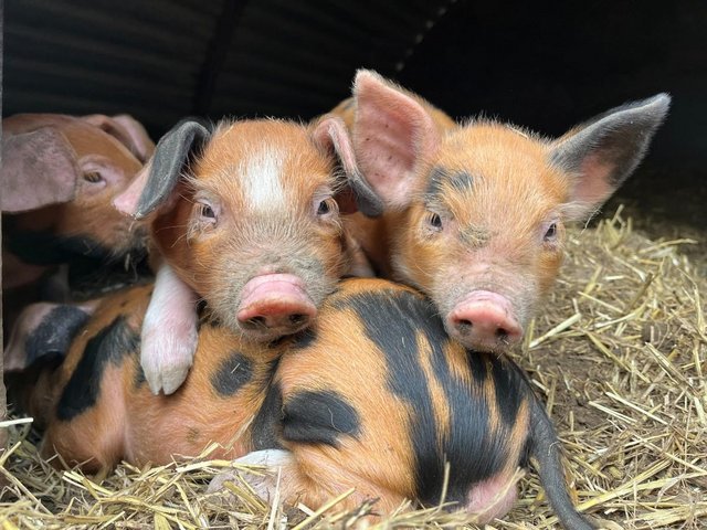 Oxford Sandy and Black Piglets birth notified
