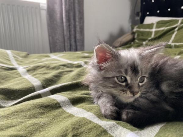 Image 6 of ?? Reduced ?? 3 Stunning Maincoon baby’s