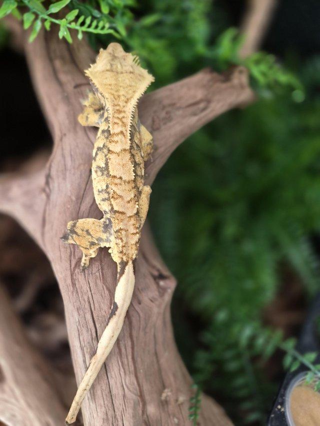 2 crested geckos and set up — photo 4 of 4