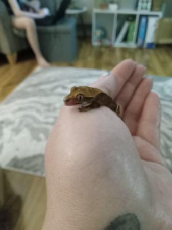 Image 2 of Baby crested gecko 3 months old