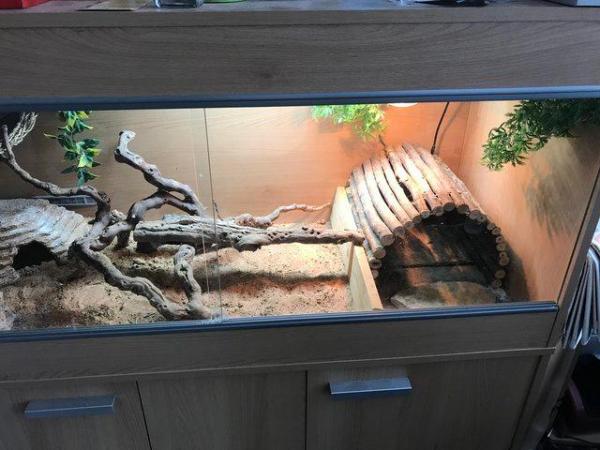 Image 3 of Male bearded dragon with full set up