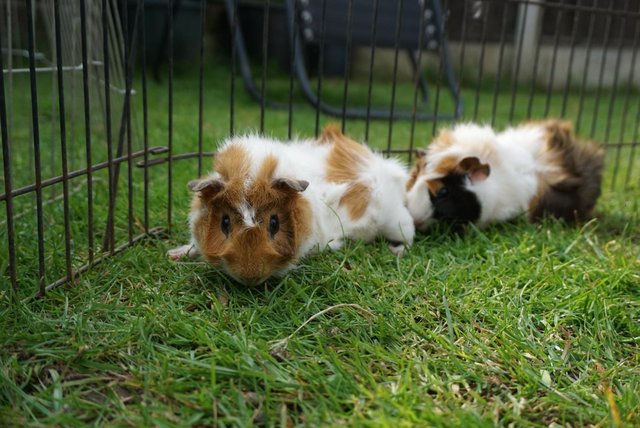 Image 6 of Baby male guinea pigs ready now