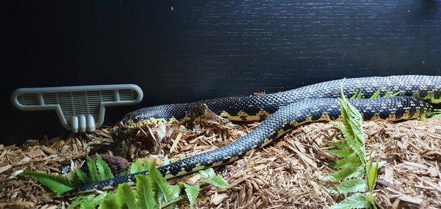 Image 2 of Adult male Giant Hognose Snake