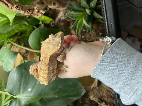 Image 2 of Beautiful male year old crested gecko