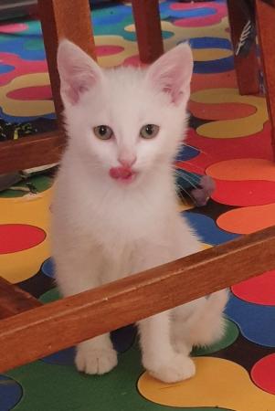 Image 4 of Beautiful pure white kitten