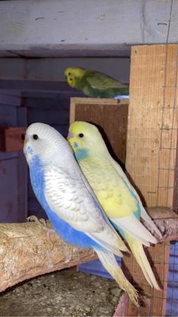 Image 1 of Baby budgies lovely colours and quite tame already