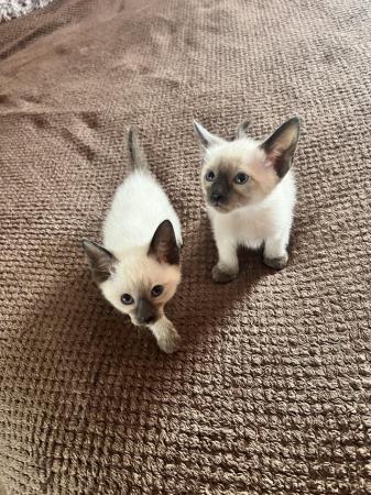 Image 18 of Siamese kittens,ready now only 3 boys 1 girl left