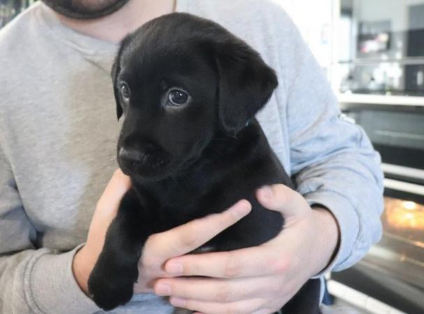 Image 7 of Black Labrador Female Pup Hand Reared for sale