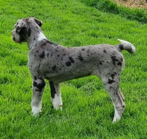 Image 6 of Kc reg extensively health tested Great dane pups