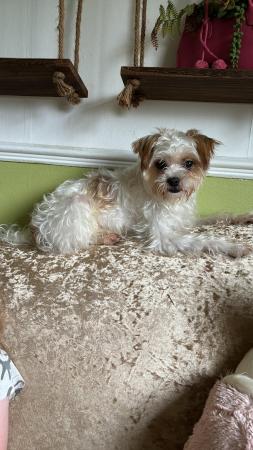 Image 13 of Jack Russell /Shih Tzupuppies for sale